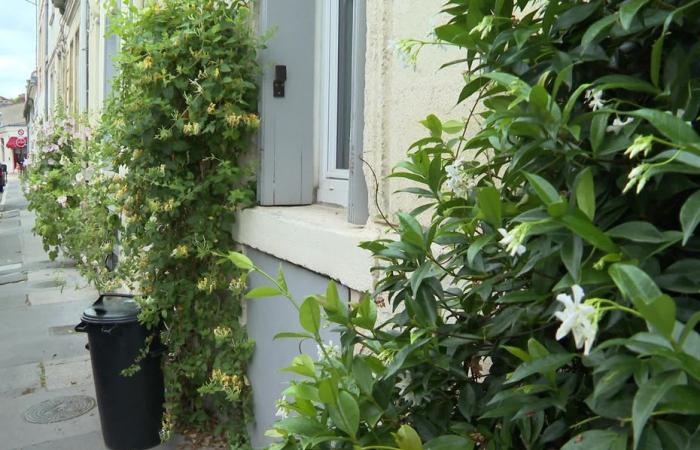 des plantes en ville, la végétalisation des rues de Bordeaux continue – .