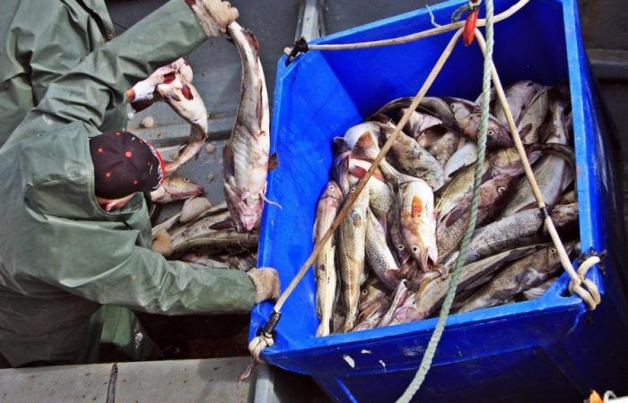 Les pêcheurs côtiers de Terre-Neuve-et-Labrador souhaitent le rétablissement du moratoire.