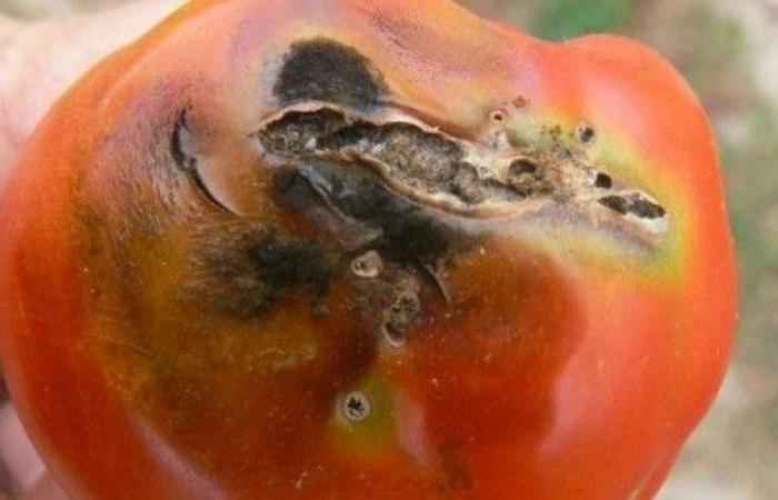 Tuta absoluta continue d’impacter les producteurs de tomates de la région d’Agadir – AgriMaroc.ma – .