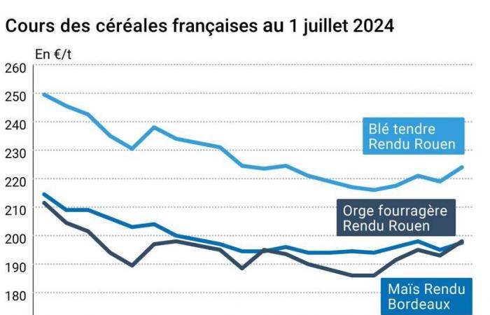Céréales – Les cours du blé tendre rebondissent fortement, atteignant 230 €/t spot sur Euronext – .