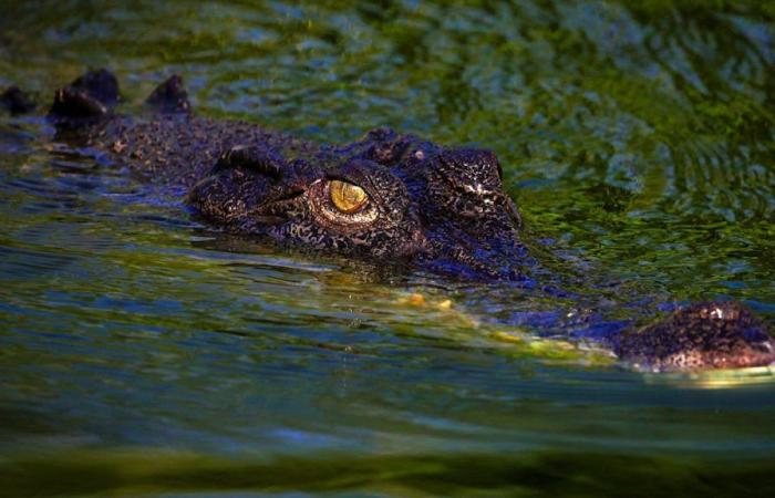 Un adolescent potentiellement « attaqué par un crocodile » a disparu – .