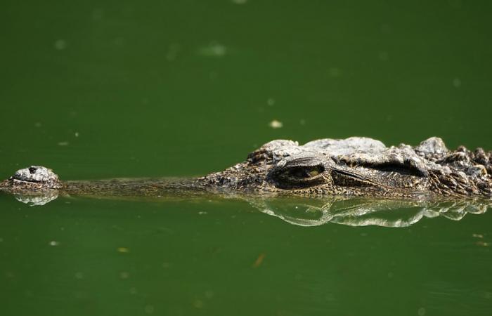 Un adolescent disparu, « attaqué par un crocodile » – .