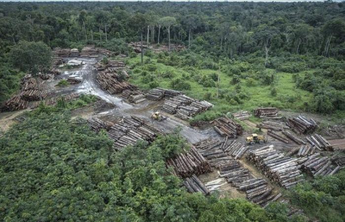 Deux
      bûcherons
      tués
      et
      deux
      autres
      portés
      disparus
      après
      un
      raid
      sur
      un
      territoire
      indien
      d'Amazonie
      –
      Mon
      Blog