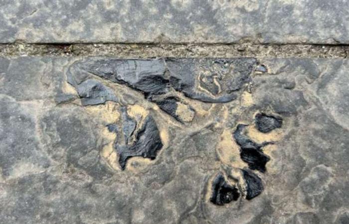 Un
      fossile
      du
      Dévonien
      découvert
      sur
      un
      trottoir
      en
      Écosse
      –
      Mon
      blog