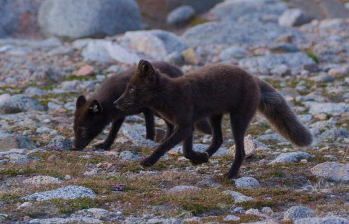 L'été
      des
      renards
      –
      Libération