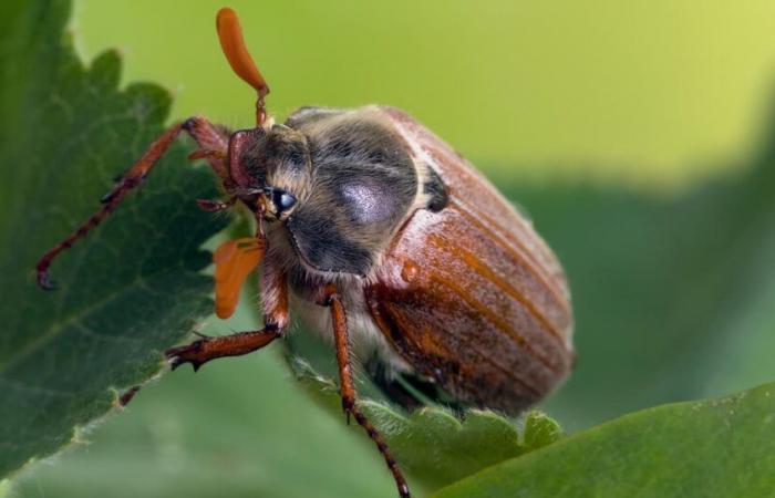 Comment
      lutter
      contre
      les
      hannetons
      au
      jardin
      ?