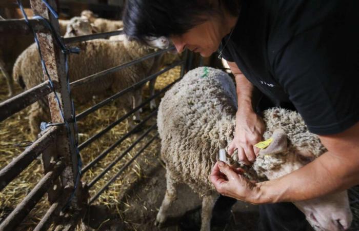 une
      accumulation
      inédite
      et
      inquiétante
      de
      maladies
      pour
      les
      élevages
      en
      France