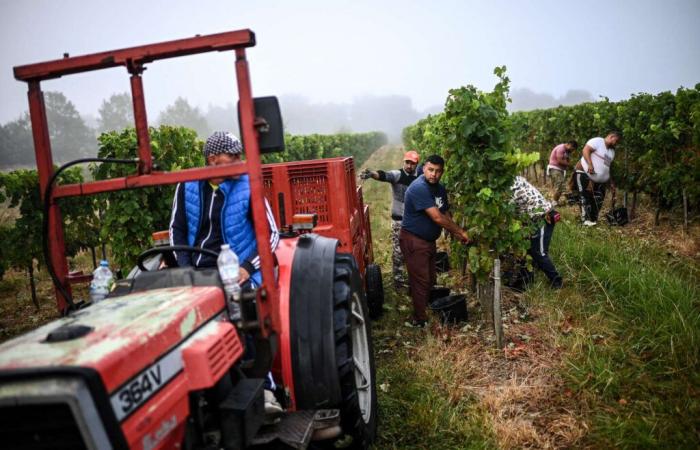 Les
      vignerons
      face
      à
      une
      récolte
      affectée
      par
      les
      aléas
      climatiques