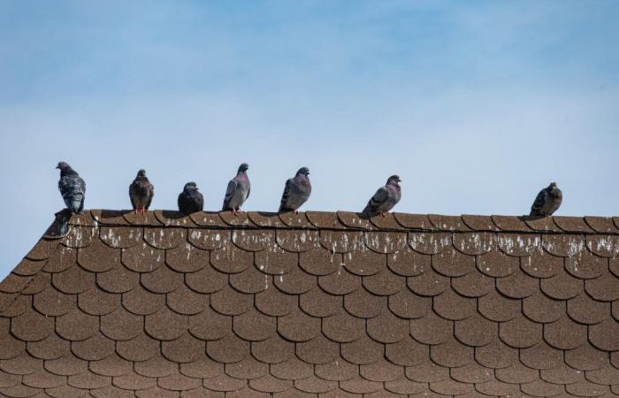 L’arnaque
      aux
      fientes
      d’oiseaux
      revient
      à
      la
      fin
      de
      l’été
      –
      Mon
      Blog