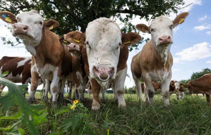 Maladies
      animales
      dans
      le
      Brandebourg
      –
      La
      fièvre
      catarrhale
      et
      la
      fièvre
      du
      Nil
      occidental
      menacent
      le
      bétail