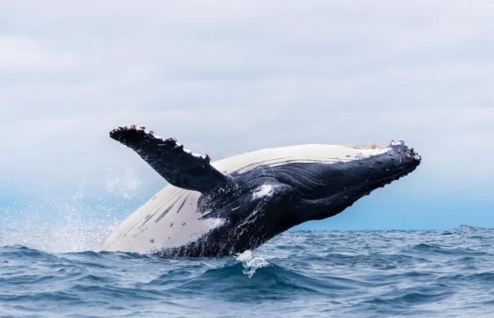 Découvrez
      ces
      5
      espèces
      de
      baleines