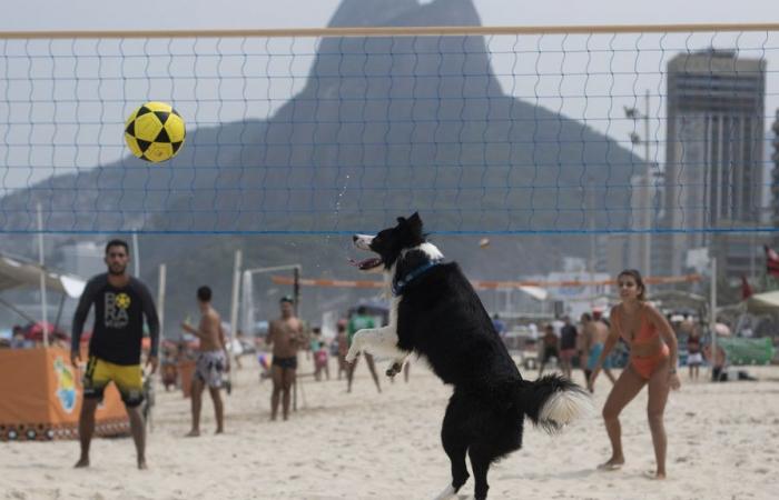 Aucun
      commentaire.
      Floki,
      un
      border
      collie,
      star
      du
      footvolley