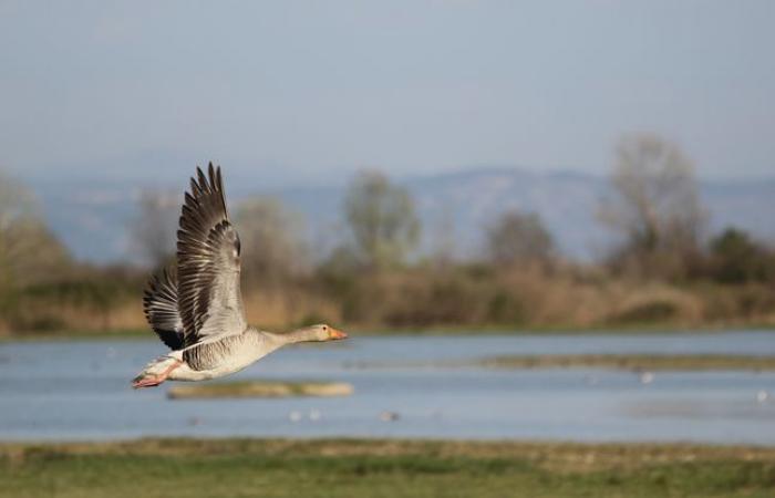 Pourquoi
      les
      oiseaux
      migrent-ils
      ?
      –
      Mon
      blog