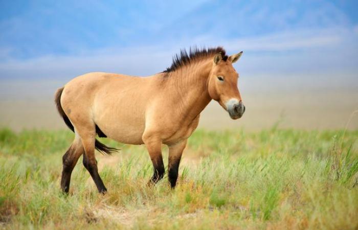 Un
      cheval
      retrouvé
      mort
      avec
      une
      oreille
      coupée