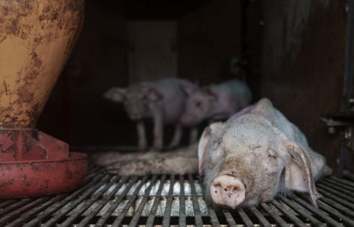 Une
      ferme
      porcine
      Leclerc
      épinglée
      par
      l'association
      L214
      –
      Mon
      Blog