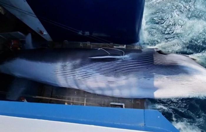 Le
      Japon
      tue
      un
      rorqual
      commun
      et
      vend
      sa
      viande
      pour
      la
      première
      fois
      depuis
      un
      demi-siècle