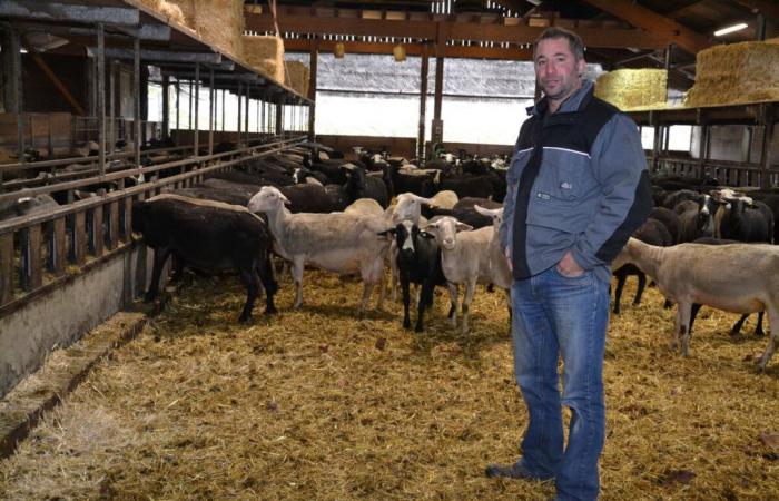 «
      Ceux
      qui
      laissent
      mourir
      les
      moutons
      s’en
      sortent
      mieux
      »