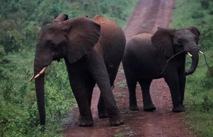 Le
      Zimbabwe
      va
      tuer
      200
      éléphants