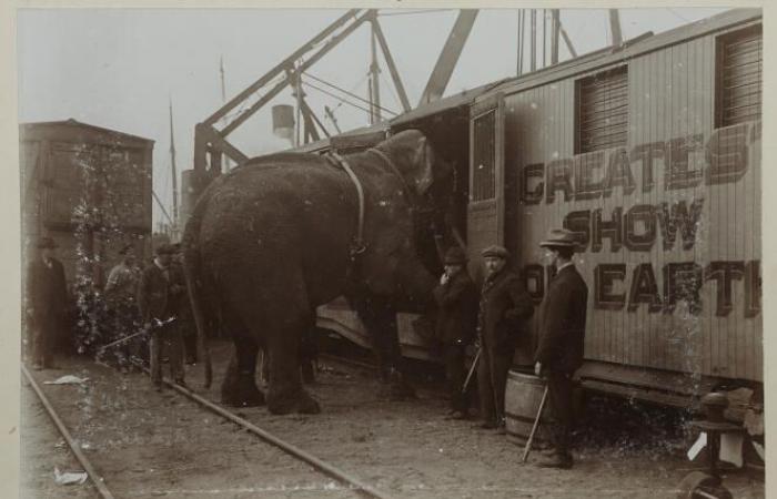 itinéraire
      d'un
      pachyderme
      voyageant
      malgré
      lui