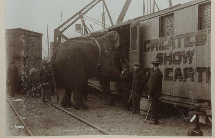 itinéraire
      d'un
      pachyderme
      voyageant
      malgré
      lui