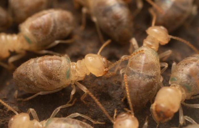 La
      bombe
      chimique
      des
      termites
      «
      kamikazes
      »
      révèle
      ses
      secrets