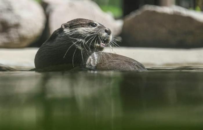 Une
      mère
      sauve
      son
      enfant
      emporté
      dans
      l'eau
      par
      une
      loutre