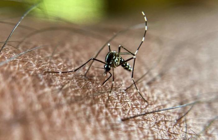 Des
      spécimens
      infectés
      par
      la
      dengue
      détectés
      pour
      la
      première
      fois
      en
      France
      métropolitaine
      –
      .