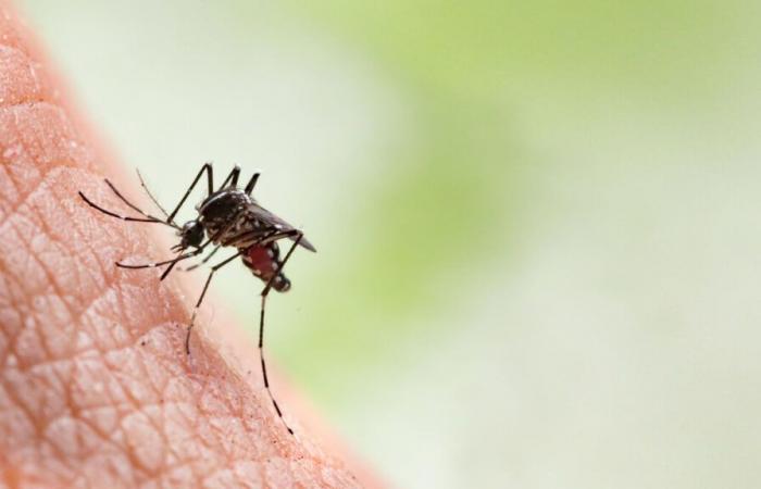 Des
      moustiques
      tigres
      infectés
      par
      la
      maladie
      détectés
      pour
      la
      première
      fois
      en
      France
      métropolitaine
      –
      .