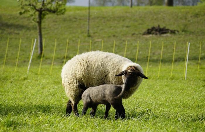 Les
      cas
      de
      langue
      bleue
      sont
      toujours
      en
      hausse
      –
      .