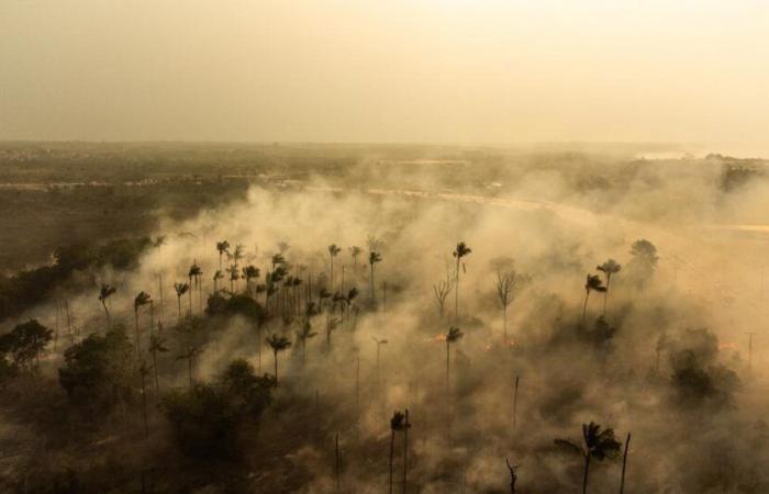 En
      flammes,
      l'Amazonie
      est
      sur
      le
      point
      de
      se
      transformer
      irrémédiablement
      en
      savane
      –
      rts.ch
      –
      .