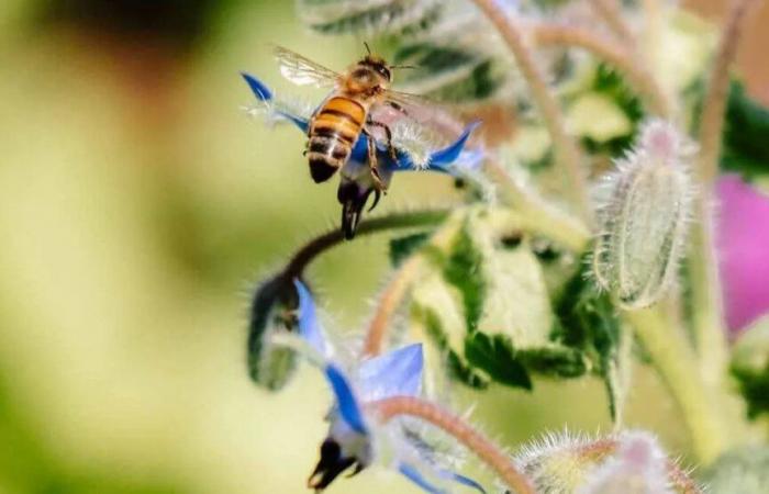 Les Yvelines sont véritablement un « Département Fleuri »