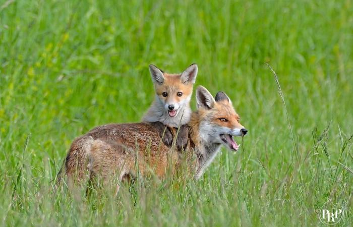 « Je partage des animaux à fourrure, pas des humains à fourrure »