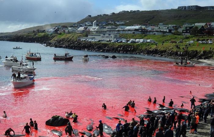 Que se passe-t-il avec Paul Watson ?