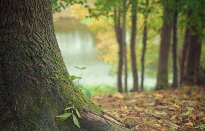 Des arbres sains vont être abattus dans une ville des Yvelines, pétition lancée