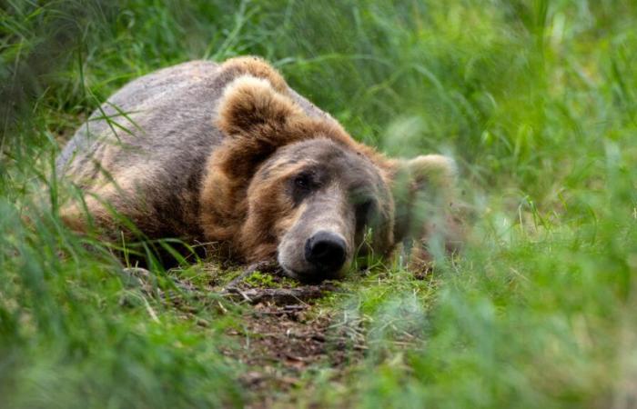 Un enfant de 12 ans abat un ours qui a attaqué son père aux États-Unis