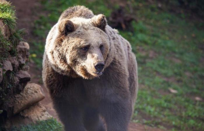 Un garçon de 12 ans tire sur un ours pour sauver son père aux États-Unis