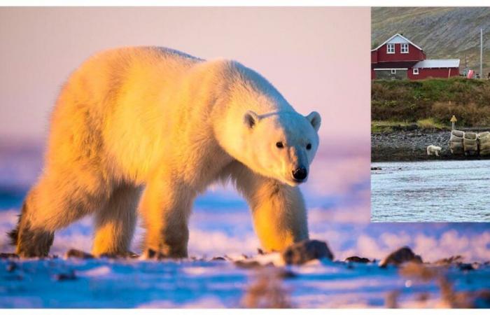 Un ours polaire errant près d’une maison en Islande a été abattu