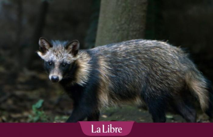 une nouvelle étude controversée soutient l’hypothèse d’une contamination des animaux sauvages