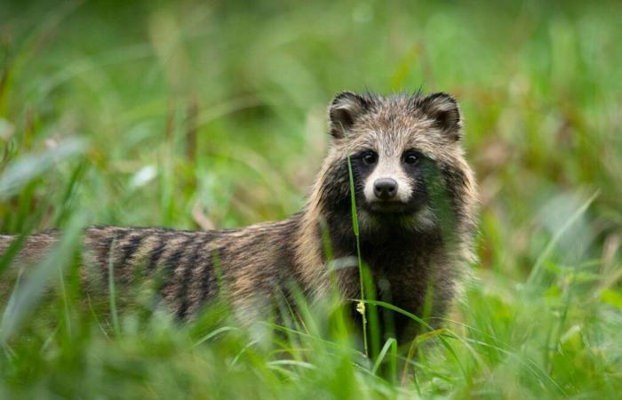 Une étude révèle que les animaux sont liés à la transmission humaine