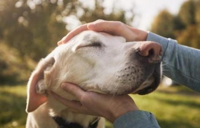 Un homme paralysé peut à nouveau sentir la fourrure de son chien