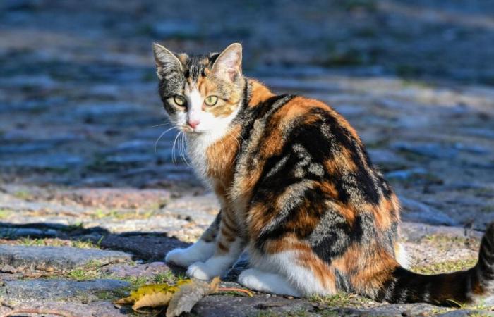 Un chat perdu parcourt 1 300 kilomètres en deux mois avant d’être rendu à ses propriétaires