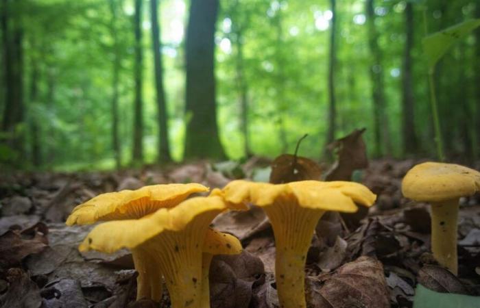 quelles sont les règles pour cueillir des champignons en forêt ?