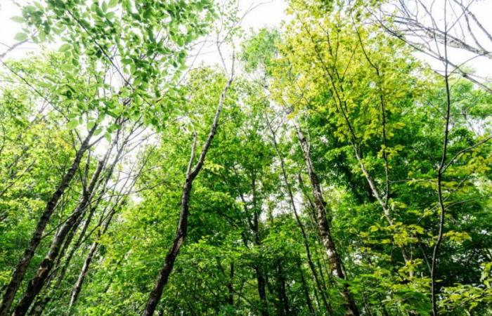 Ernst Zürcher, invité de Cap’Orne et la Voix de l’Arbre