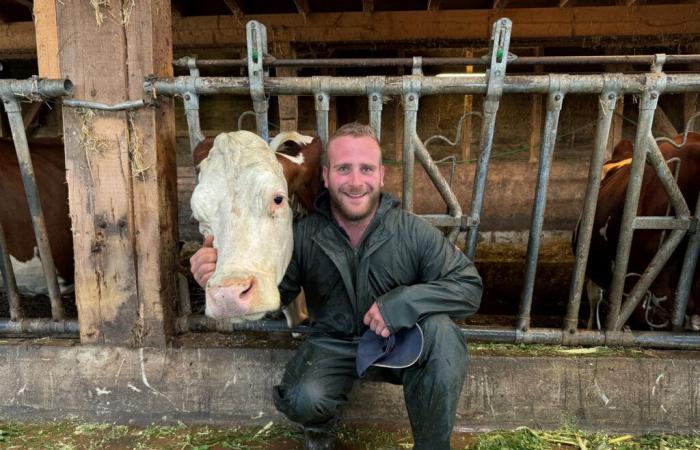 Des vaches parées de leurs plus beaux atours pour la descente de Lignières depuis les Alpes