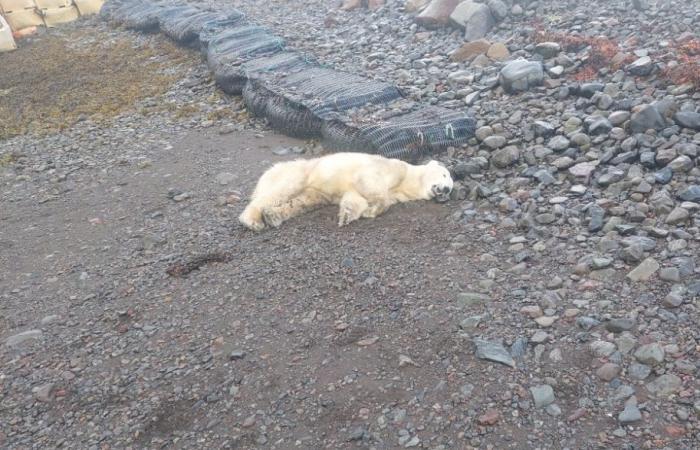 L’Islande a sa seule photo d’ours polaire – c’est pourquoi