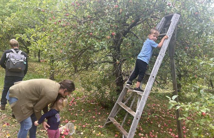 La popularité de la pomme du Nouveau-Brunswick ne faiblit pas