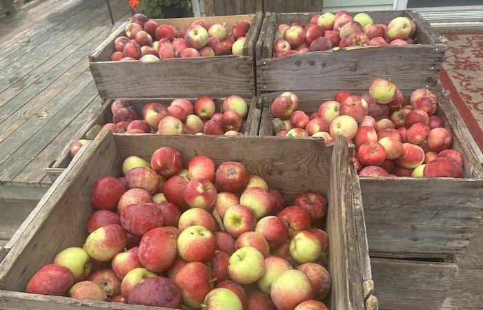 La popularité de la pomme du Nouveau-Brunswick ne faiblit pas