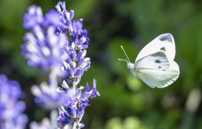 Les gens disent non à l’initiative sur la biodiversité