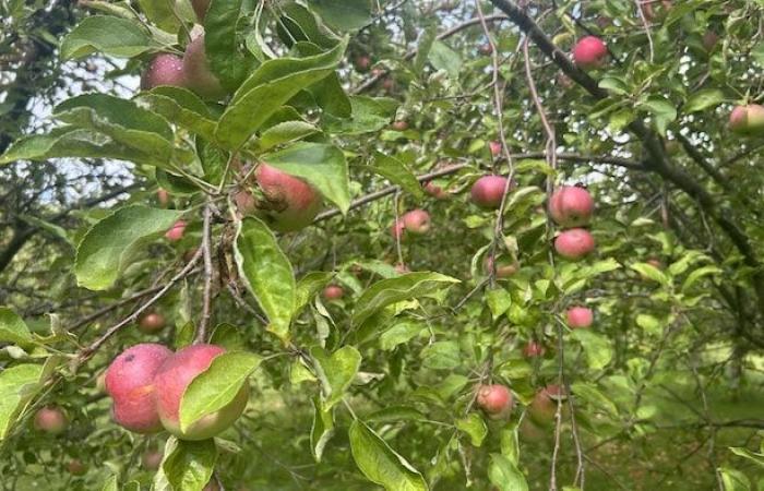 La popularité de la pomme du Nouveau-Brunswick ne faiblit pas