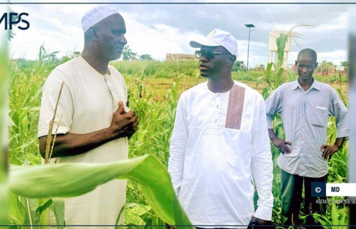 le DG de la SAED magnifie l’engagement des producteurs pour l’autosuffisance alimentaire – Agence de presse sénégalaise